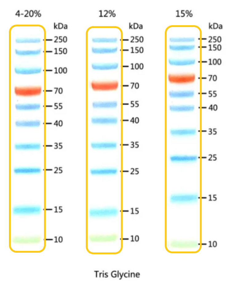Pristine BR™ Broad-Range Tri-Color Pre-stained Protein Ladder (10–250 kDa)