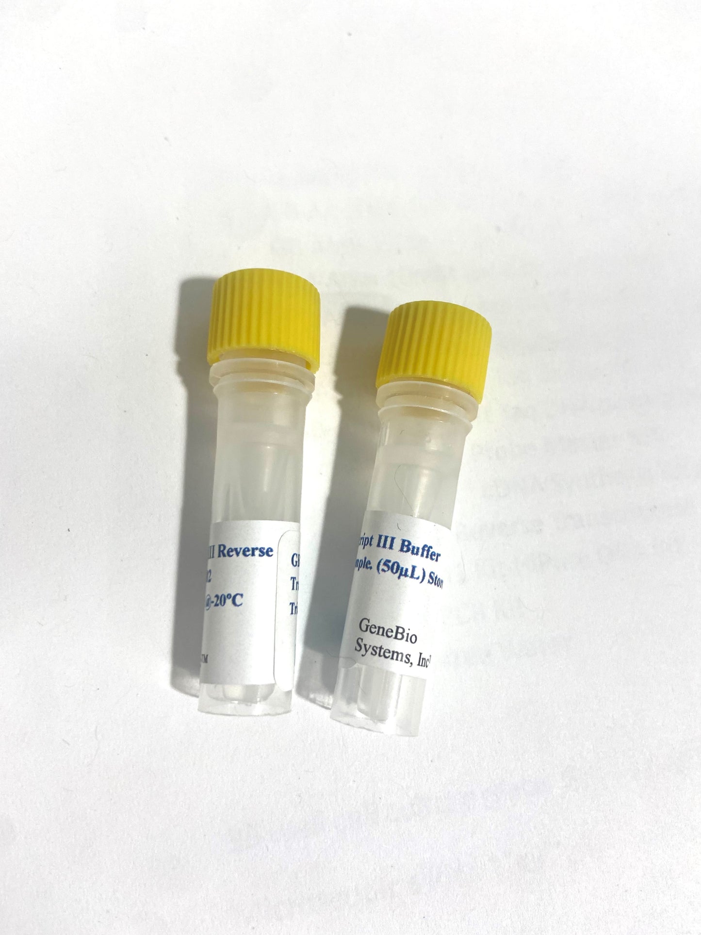 GB-Script™ III Reverse Transcriptase