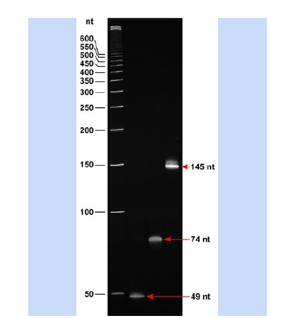 ssDNA 50 Single -stranded DNA Ladders