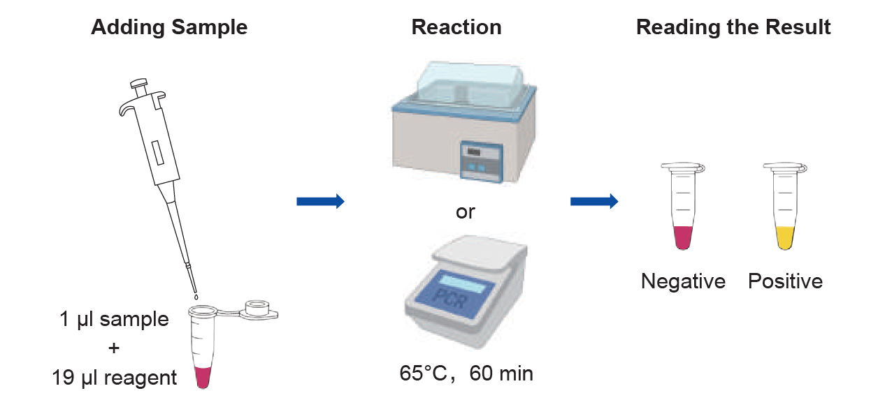 Mycolor One-Step Mycoplasma Detector