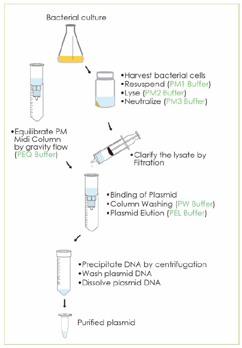 Plasmid DNA Extraction Midi Kit, FavorFilter, Ion Exchange