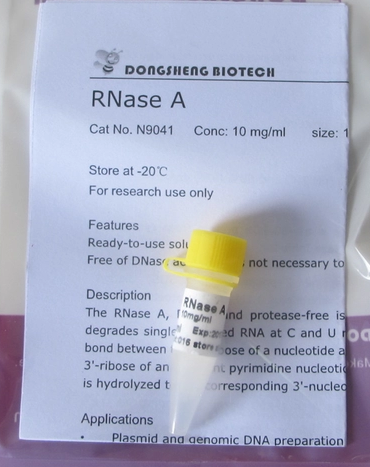 RNase A
