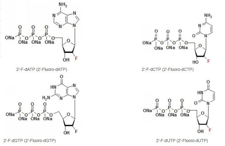 100 mM 2'-F-dNTP Set