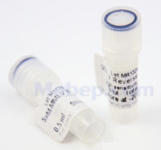 M-MLV Reverse Transcriptase (H+)