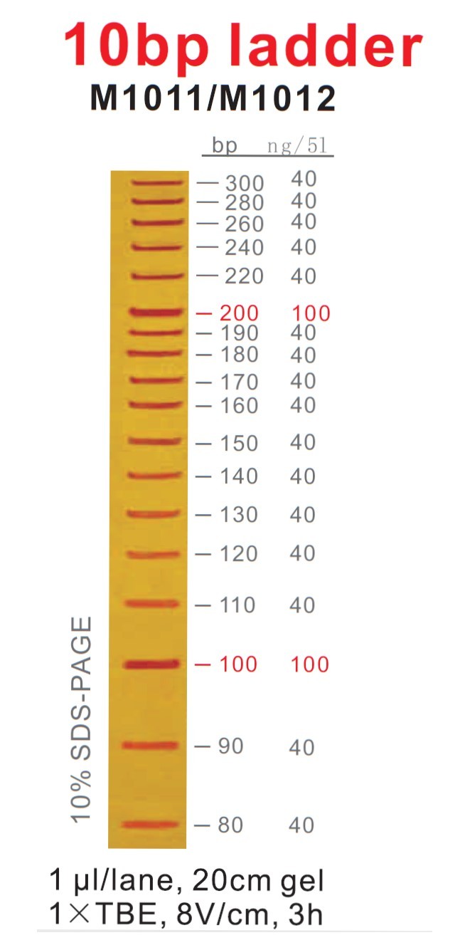10 bp DNA Ladder
