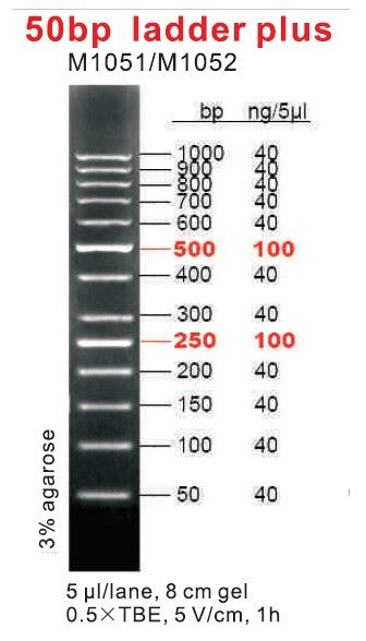 50 bp Ladder Plus