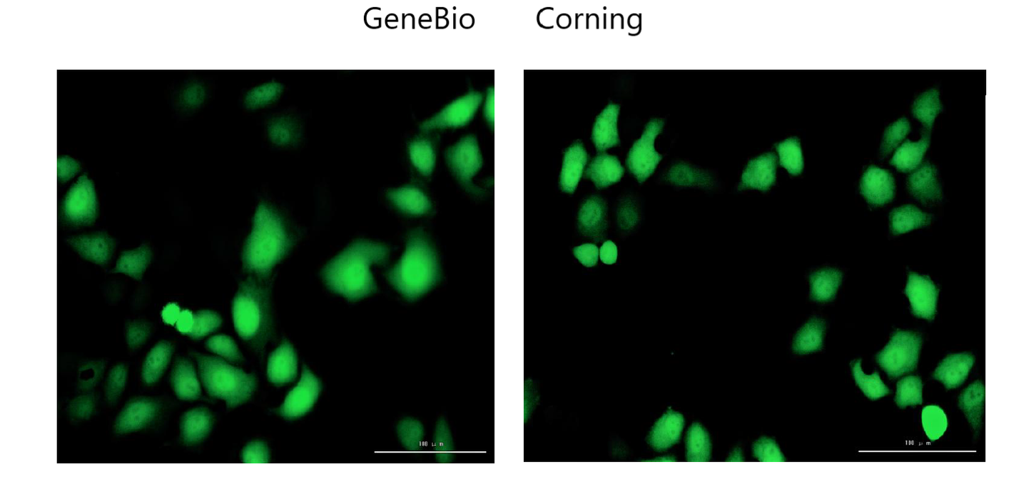 96-Well Cell Culture Plate, Black, with Clear Flat-Bottom, TC-Treated