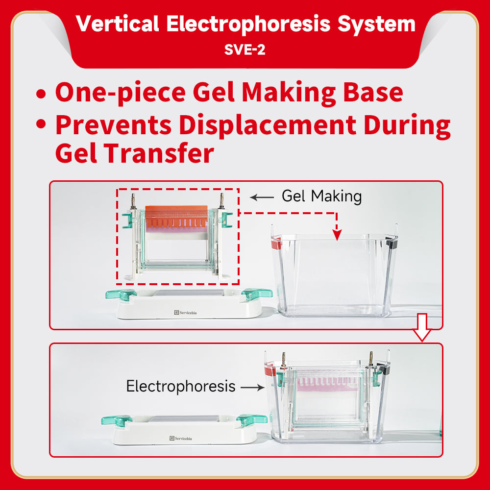 Genequip™ Electrophoresis System (Vertical)-Vertical Gel System (SDS -PAGE)