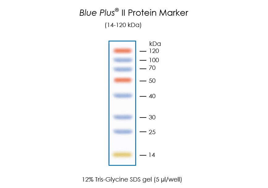 Blue Plus® II Protein Marker (14-120 kDa)