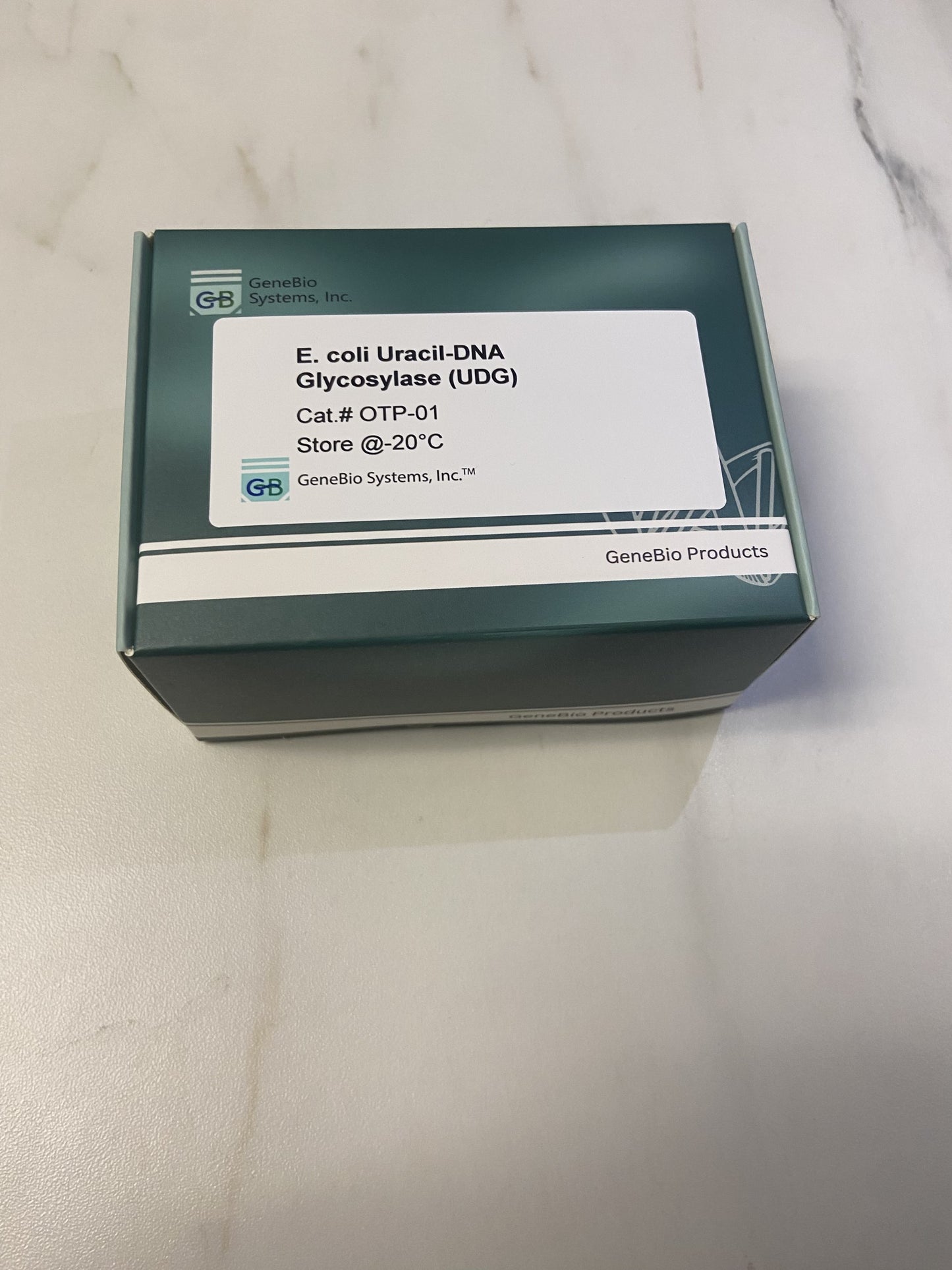 E. coli Uracil-DNA Glycosylase (UDG)