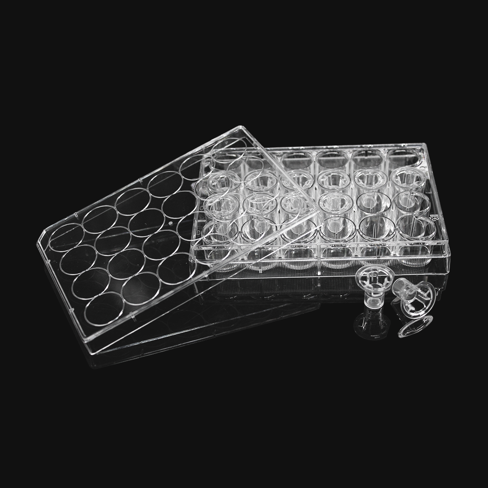 24 wells with 12 permeable support inserts