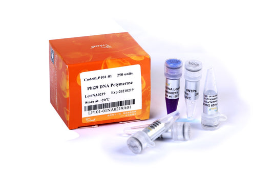 Phi29 DNA Polymerase