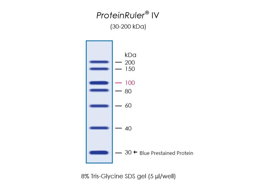 ProteinRuler® IV (30-200 kDa)