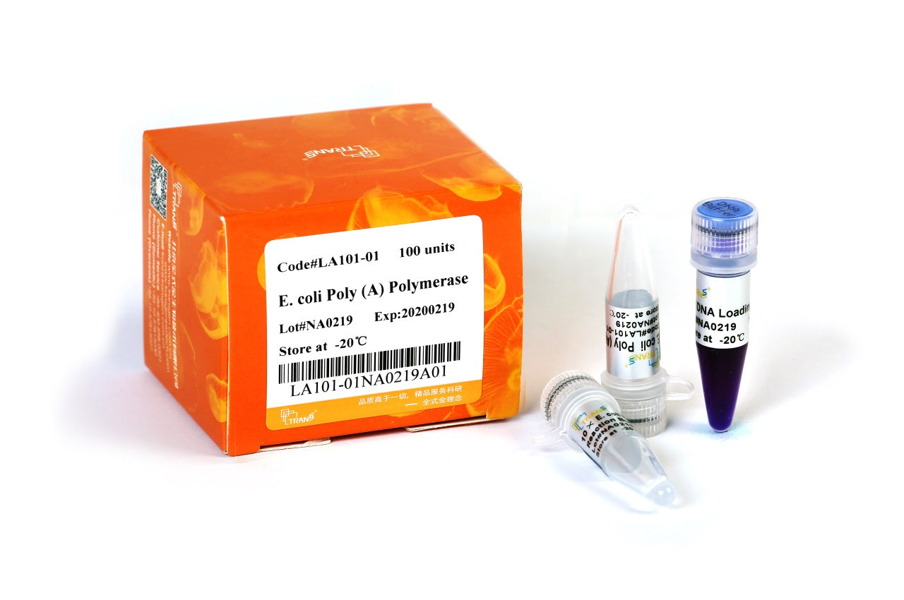 E.coli Poly (A) Polymerase