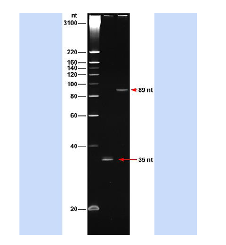 ssDNA 20 Single -stranded DNA Ladders