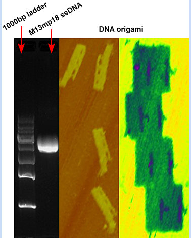 Single stranded phagmid mp18 ssDNA-7249nt