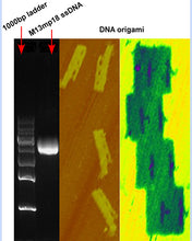 Load image into Gallery viewer, Single stranded phagmid mp18 ssDNA-7249nt
