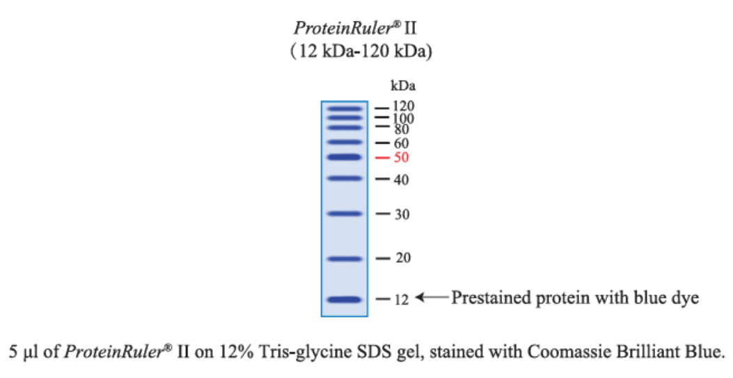 ProteinRuler® II (12-120 kDa)