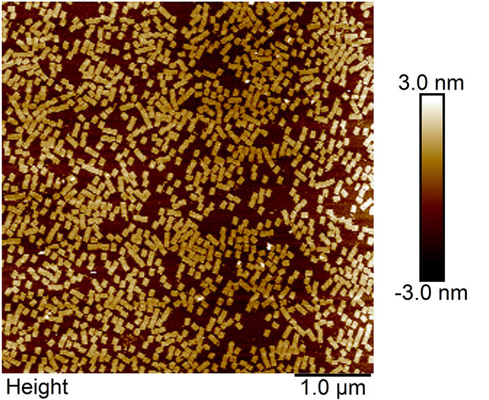 Single stranded phagmid mp18 ssDNA-7249nt