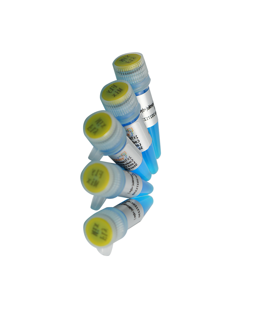 2x GB-AMP™ PaCeR™ II HP™ Master Mix