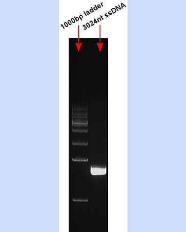 Single stranded phagmid ssDNA-3024nt