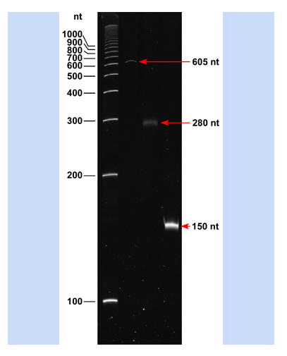 ssDNA 100 Single -stranded DNA Ladders