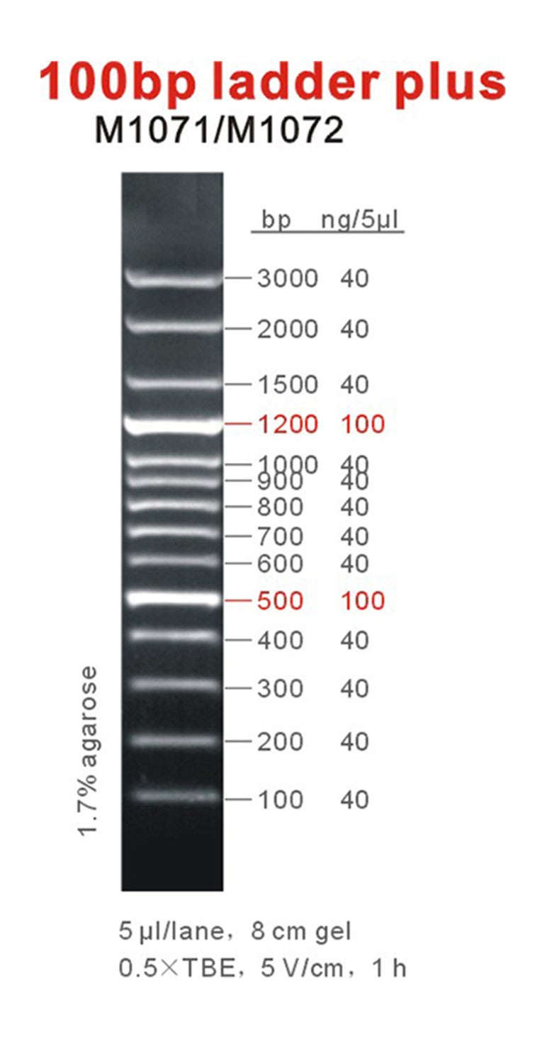 GB-Ruler™ 100 bp DNA Ladder Plus
