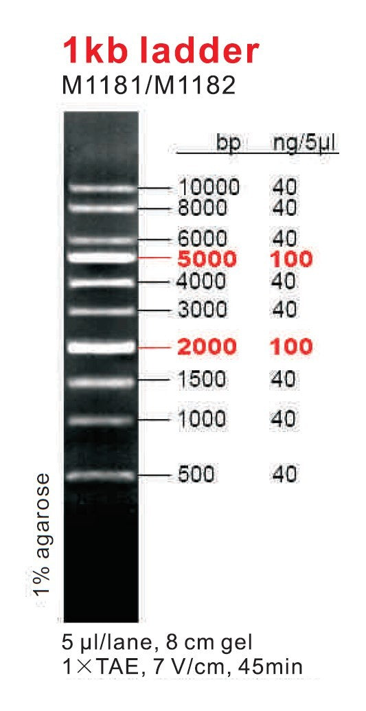 AccuRuller 1Kb DNA Ladders