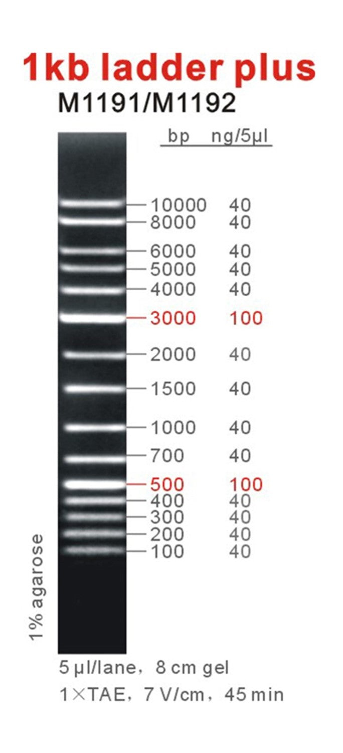 GB-Ruler™ 1 kb DNA Ladder Plus