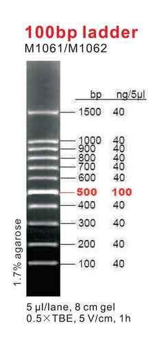 100 bp DNA Ladders