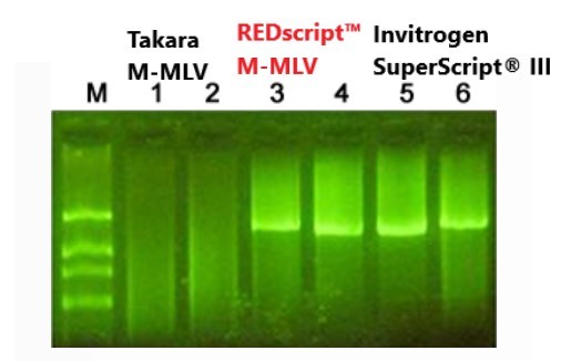 REDscript(TM) M-MLV Reverse Transcriptase (H-)