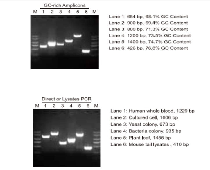 PaCeR™ HF™ DNA polymerase