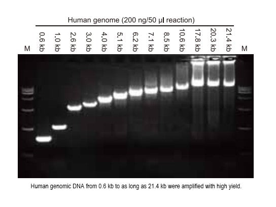 PaCeR™ HF™ DNA polymerase