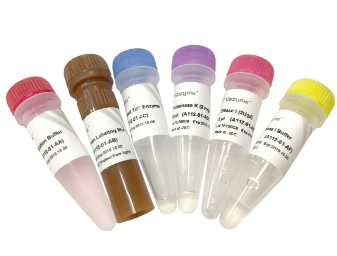 TUNEL BrightGreen Apoptosis Detection Kit