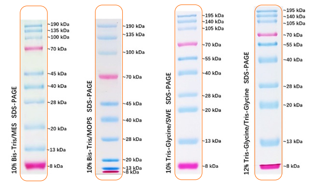 Pristine™ Pre-stained Protein Ladders (8-195 kDa)