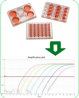 QuickEasyTM Cell Direct RT-qPCR Kit–SYBR Green I